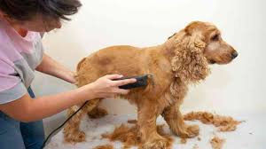 PELUQUERÍA